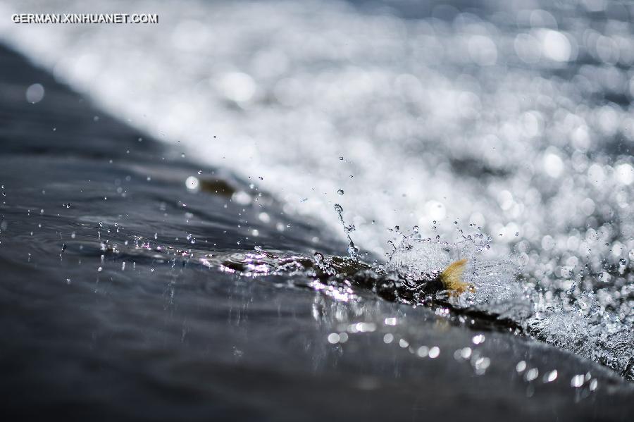 CHINA-QINGHAI LAKE-NAKED CARP-MIGRATION (CN) 