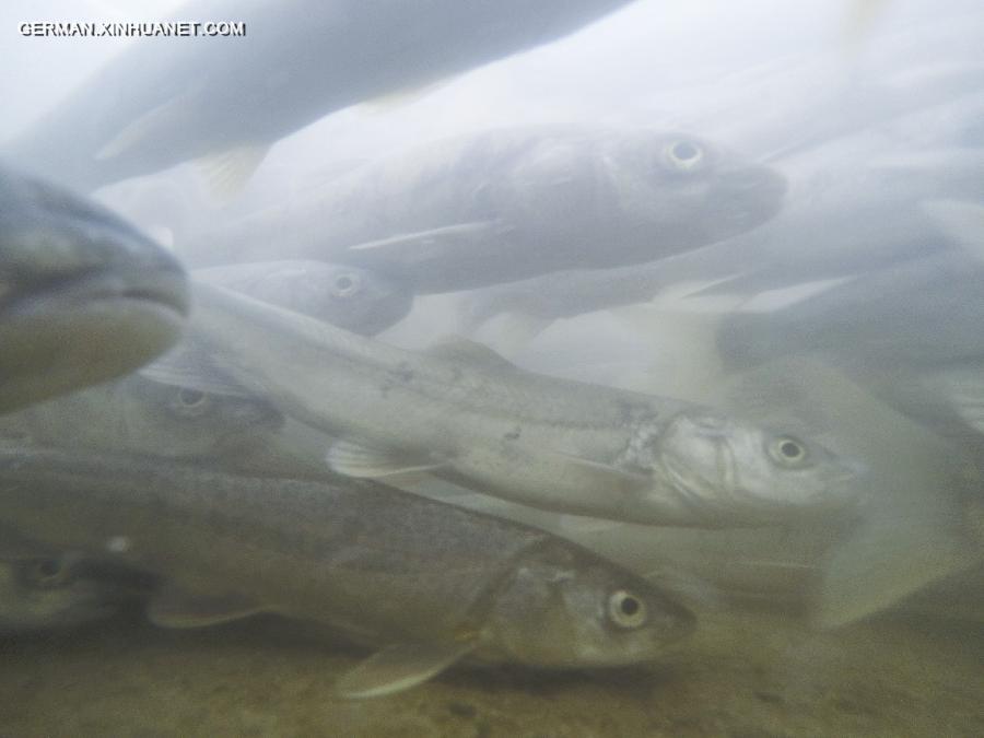 CHINA-QINGHAI LAKE-NAKED CARP-MIGRATION (CN) 