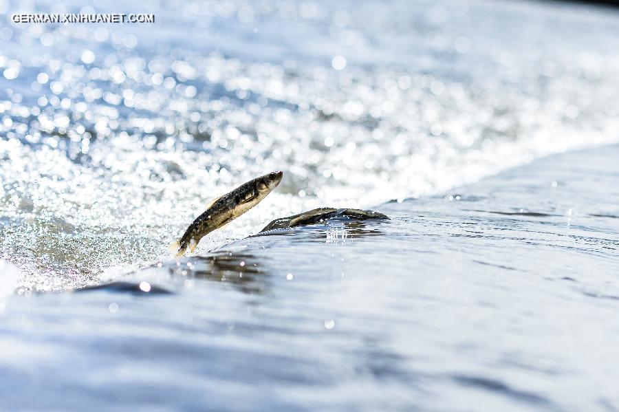 CHINA-QINGHAI LAKE-NAKED CARP-MIGRATION (CN) 