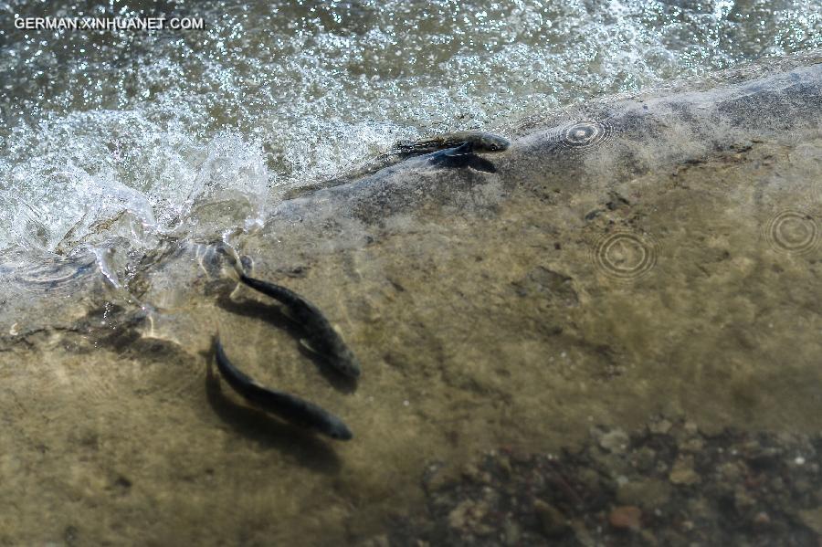 CHINA-QINGHAI LAKE-NAKED CARP-MIGRATION (CN) 