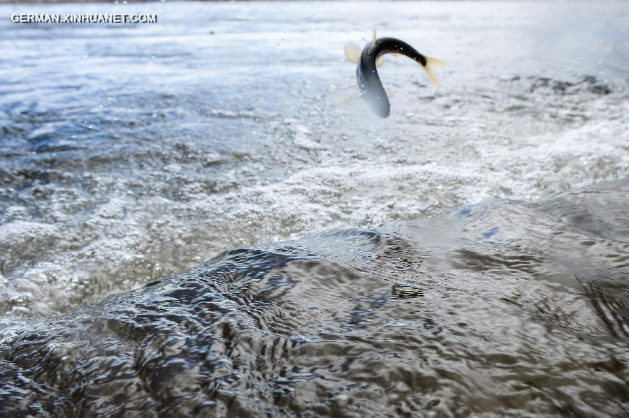 CHINA-QINGHAI LAKE-NAKED CARP-MIGRATION (CN) 