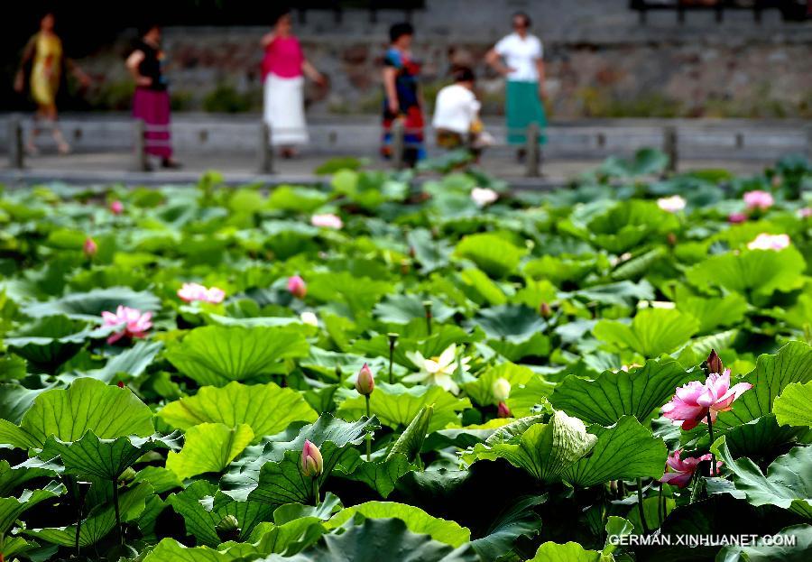 CHINA-HENAN-ZHENGZHOU-LOTUS (CN)