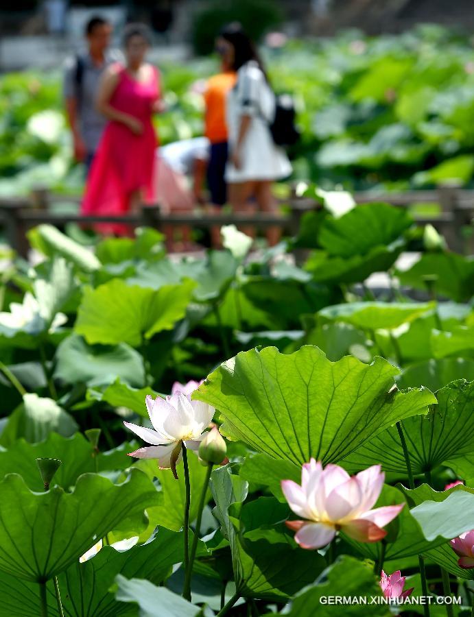 CHINA-HENAN-ZHENGZHOU-LOTUS (CN)