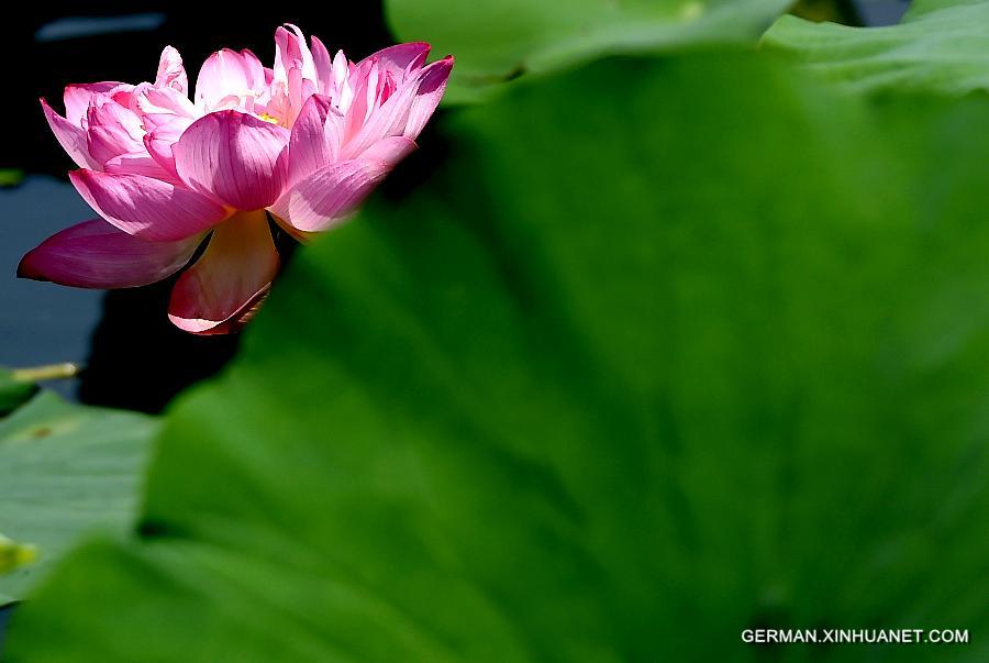 CHINA-HENAN-ZHENGZHOU-LOTUS (CN)