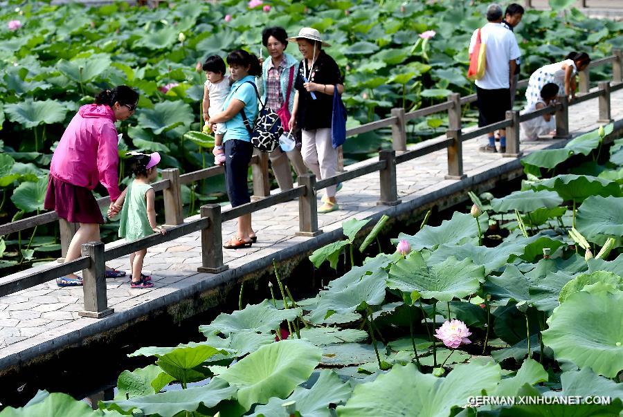 CHINA-HENAN-ZHENGZHOU-LOTUS (CN)