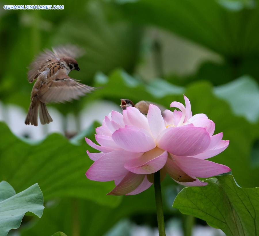 #CHINA-BEIJING-BIRDS-FLOWERS(CN)