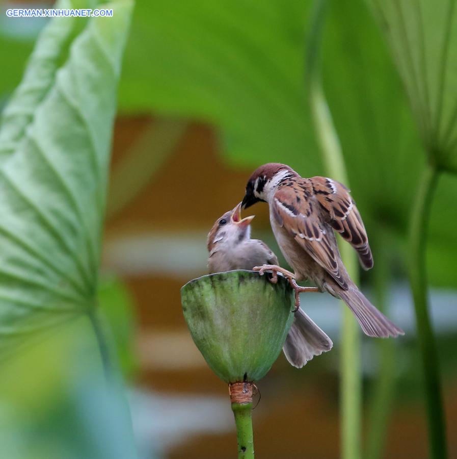 #CHINA-BEIJING-BIRDS-FLOWERS(CN)