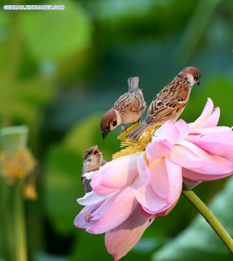 #CHINA-BEIJING-BIRDS-FLOWERS(CN)