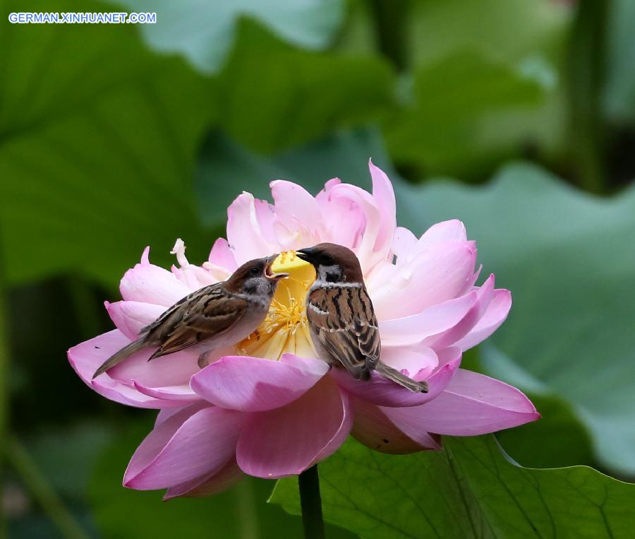 #CHINA-BEIJING-BIRDS-FLOWERS(CN)