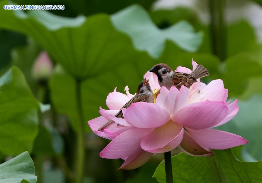 #CHINA-BEIJING-BIRDS-FLOWERS(CN)