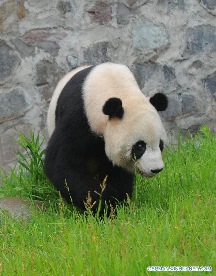 CHINA-SICHUAN-PANDA-BIRTHDAY(CN)