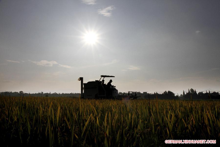 #CHINA-JIANGXI-JING'AN-RICE-HARVEST(CN)