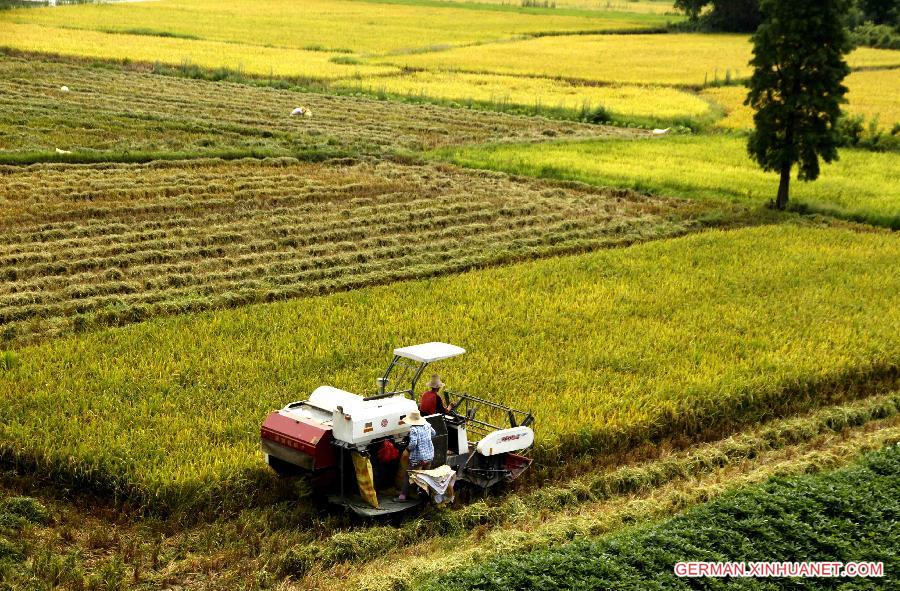 #CHINA-JIANGXI-JING'AN-RICE-HARVEST(CN)