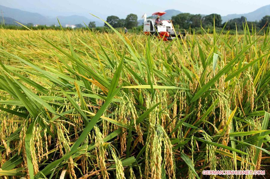 #CHINA-JIANGXI-JING'AN-RICE-HARVEST(CN)