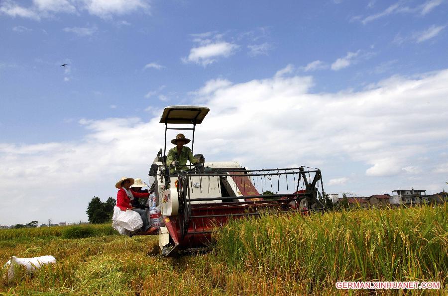 #CHINA-JIANGXI-JING'AN-RICE-HARVEST(CN)