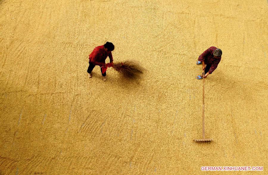 #CHINA-JIANGXI-JING'AN-RICE-HARVEST(CN)