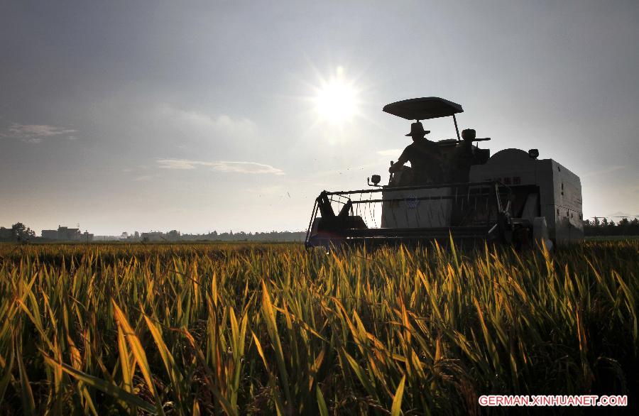 #CHINA-JIANGXI-JING'AN-RICE-HARVEST(CN)