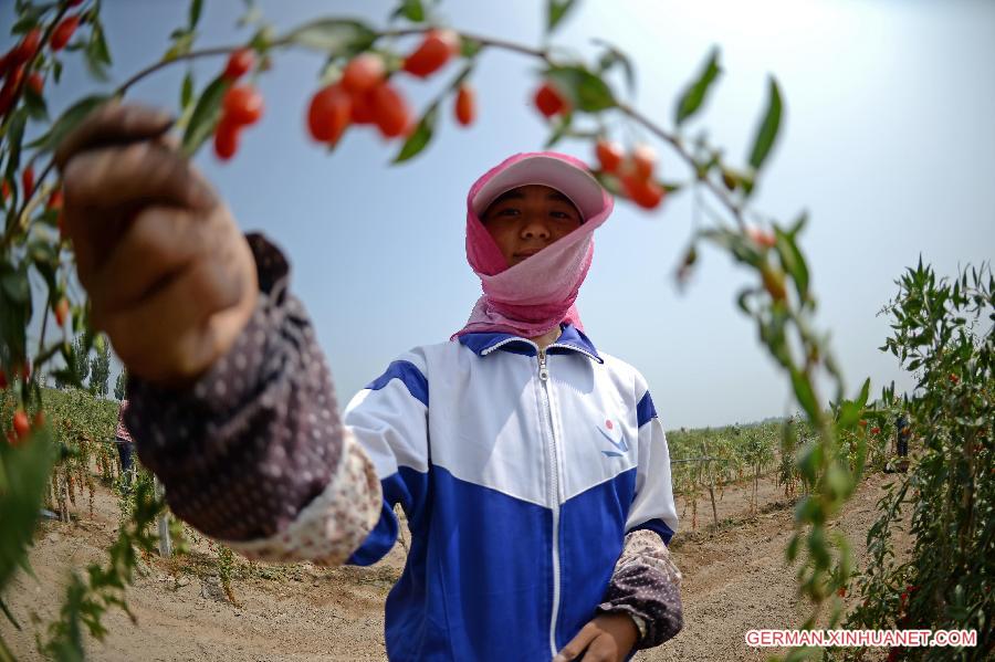 CHINA-NINGXIA-WOLFBERRY-HARVEST (CN) 