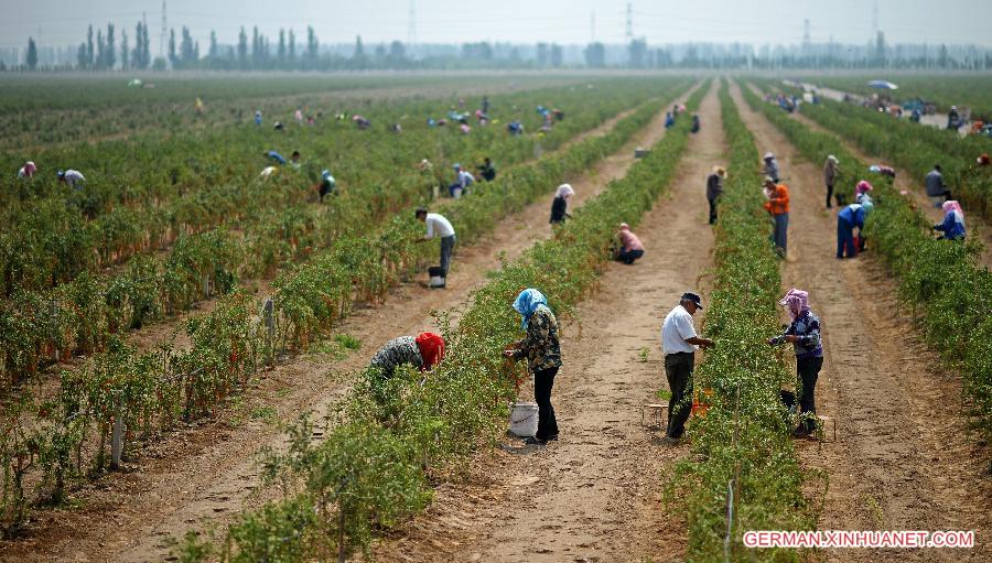 CHINA-NINGXIA-WOLFBERRY-HARVEST (CN) 