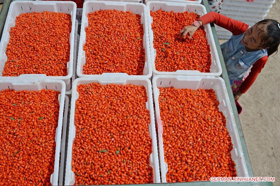 CHINA-NINGXIA-WOLFBERRY-HARVEST (CN) 