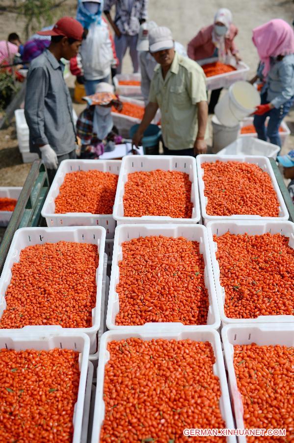 CHINA-NINGXIA-WOLFBERRY-HARVEST (CN) 