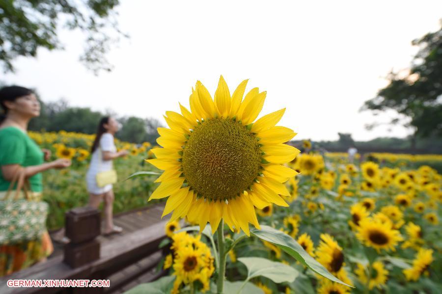 CHINA-BEIJING-SUNFLOWER(CN)