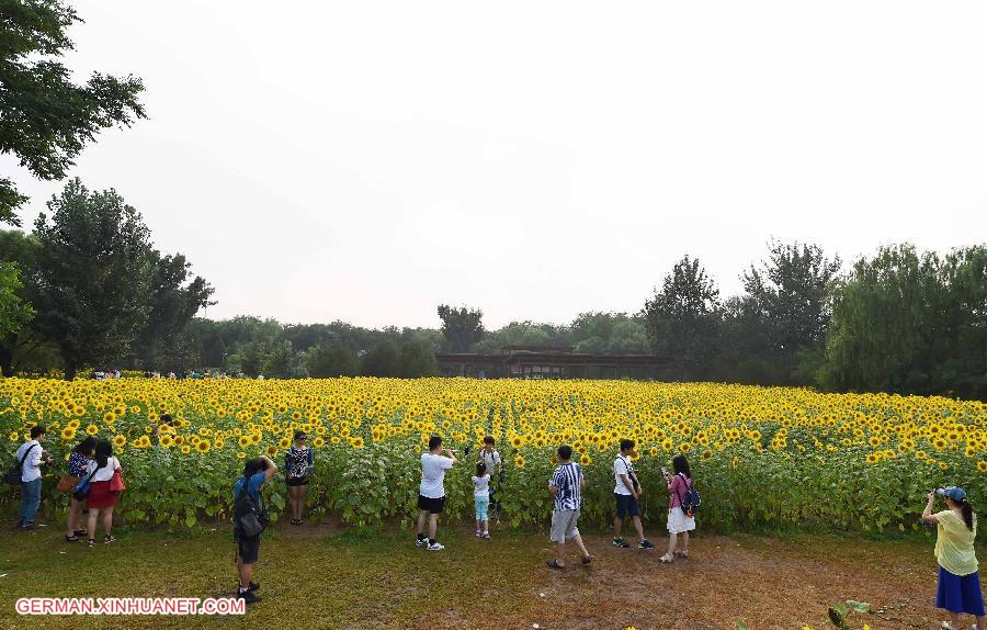 CHINA-BEIJING-SUNFLOWER(CN)