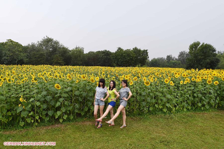 CHINA-BEIJING-SUNFLOWER(CN)