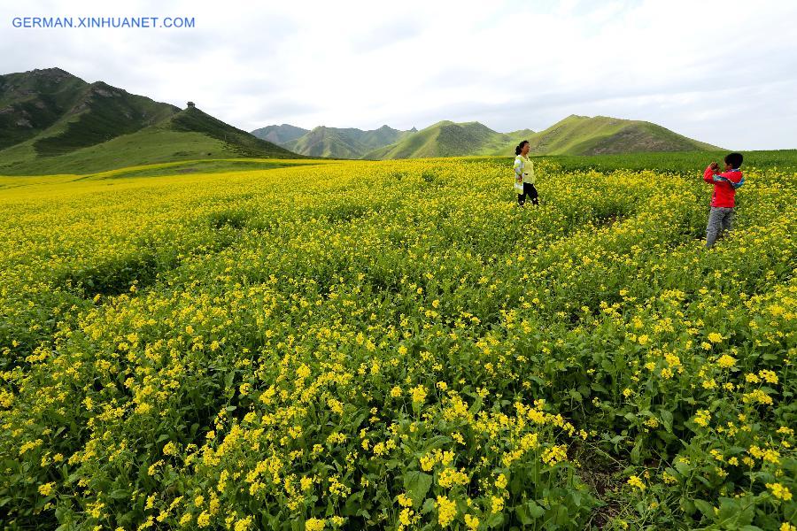 #CHINA-GANSU-RAPE FLOWERS (CN)