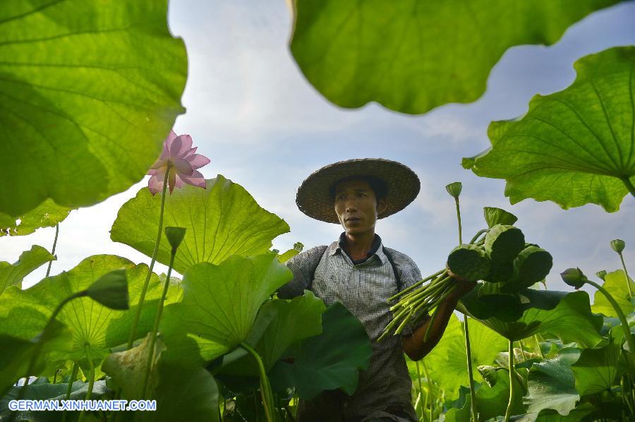 CHINA-JIANGXI-GUANGCHANG-LOTUS SEED PICKING (CN)