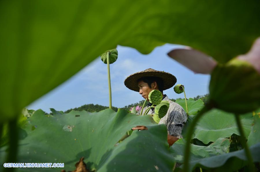 CHINA-JIANGXI-GUANGCHANG-LOTUS SEED PICKING (CN)