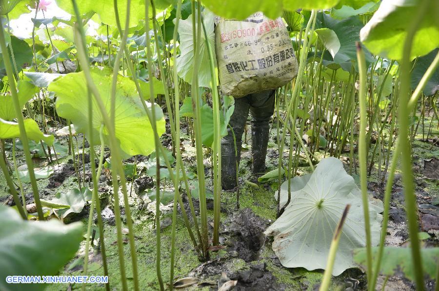 CHINA-JIANGXI-GUANGCHANG-LOTUS SEED PICKING (CN)