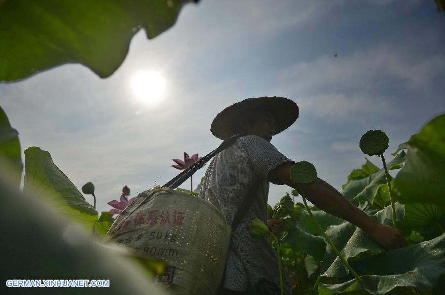 CHINA-JIANGXI-GUANGCHANG-LOTUS SEED PICKING (CN)