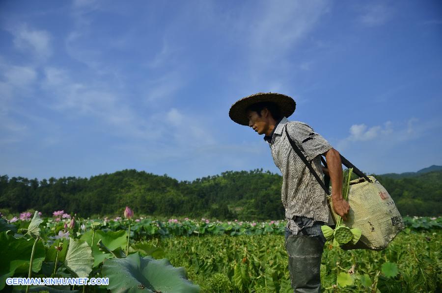 CHINA-JIANGXI-GUANGCHANG-LOTUS SEED PICKING (CN)