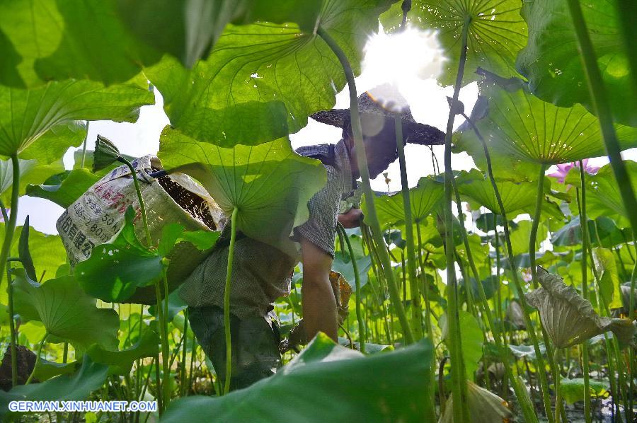 CHINA-JIANGXI-GUANGCHANG-LOTUS SEED PICKING (CN)