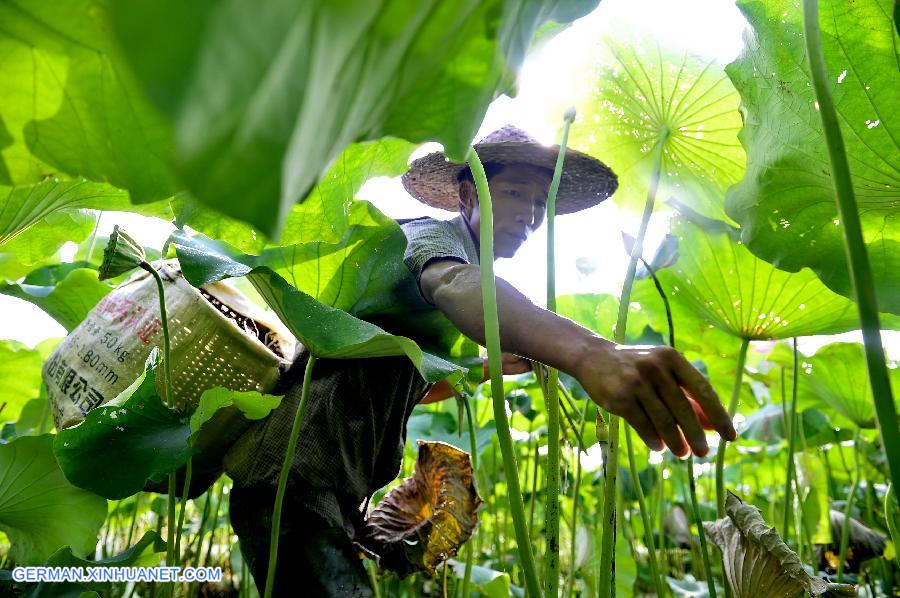 CHINA-JIANGXI-GUANGCHANG-LOTUS SEED PICKING (CN)