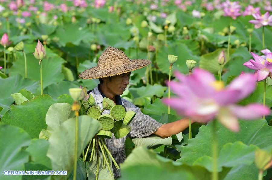 CHINA-JIANGXI-GUANGCHANG-LOTUS SEED PICKING (CN)