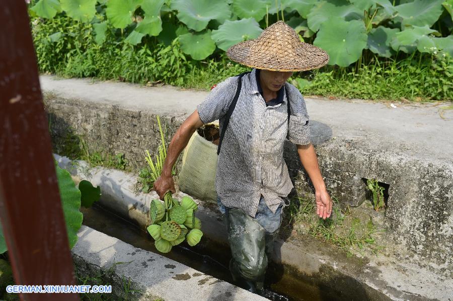 CHINA-JIANGXI-GUANGCHANG-LOTUS SEED PICKING (CN)