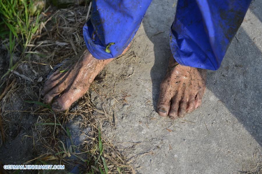 CHINA-JIANGXI-GUANGCHANG-LOTUS SEED PICKING (CN)