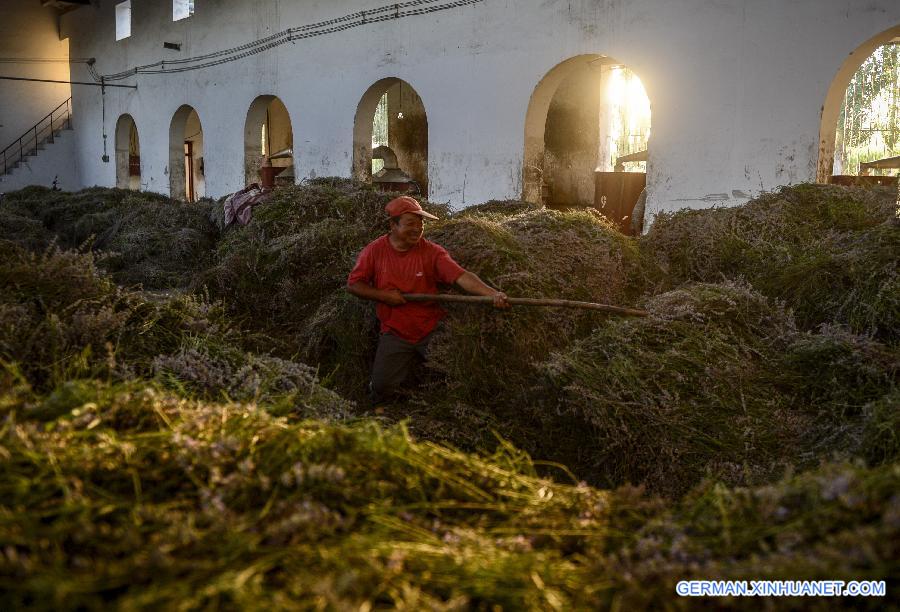 CHINA-XINJIANG-ILI-LAVENDER-ESSENTIAL OIL-DISTILLING (CN)