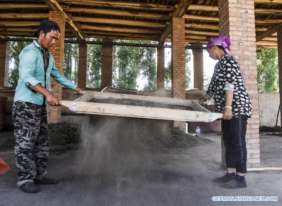 CHINA-XINJIANG-ILI-LAVENDER-ESSENTIAL OIL-DISTILLING (CN)