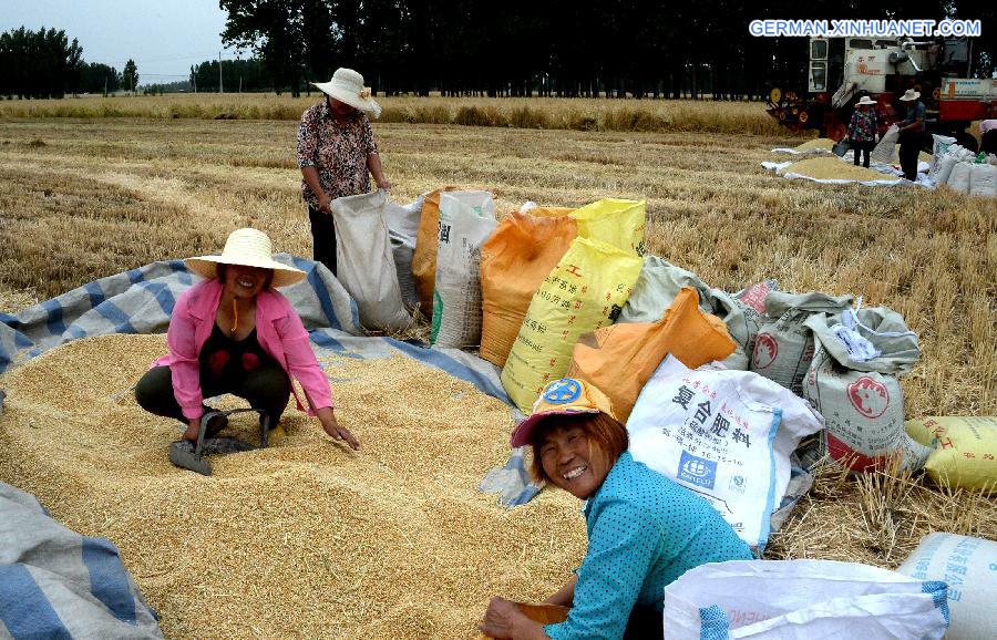 CHINA-SHANDONG-JINAN-SUMMER GRAIN OUTPUT(CN)