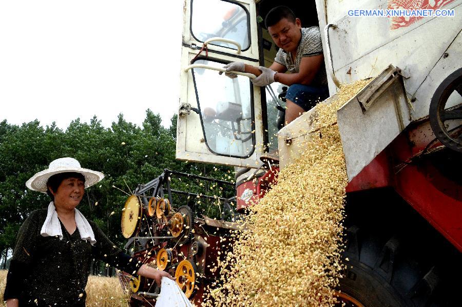 CHINA-SHANDONG-JINAN-SUMMER GRAIN OUTPUT(CN)