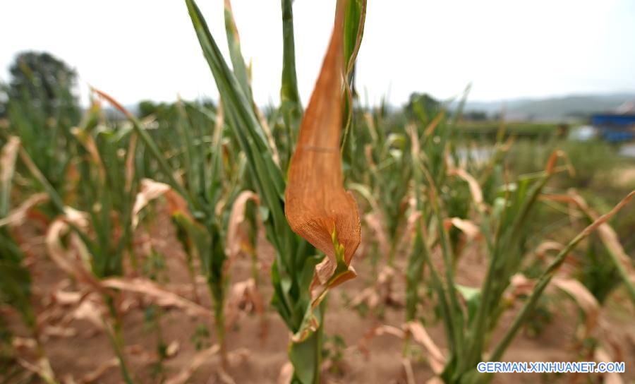 CHINA-LIAONING-DROUGHT (CN)