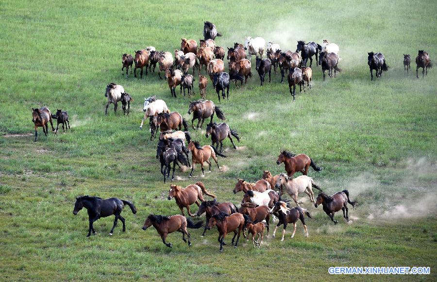 CHINA-INNER MONGOLIA-XILINHOT-HORSE (CN)