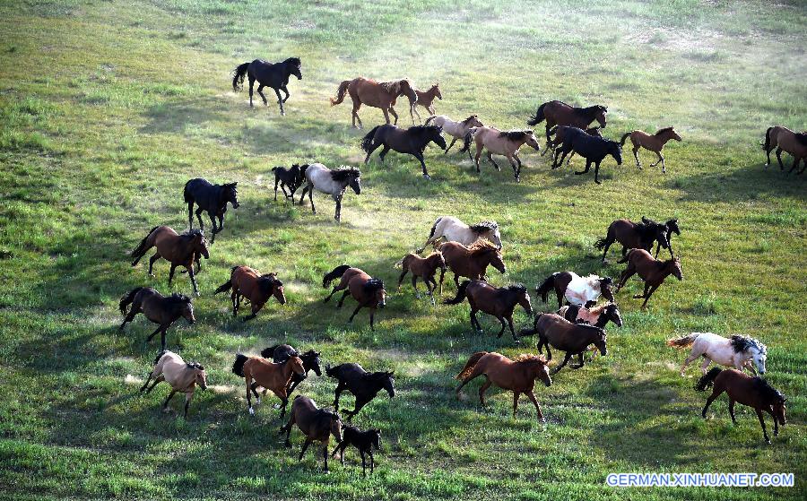 CHINA-INNER MONGOLIA-XILINHOT-HORSE (CN)