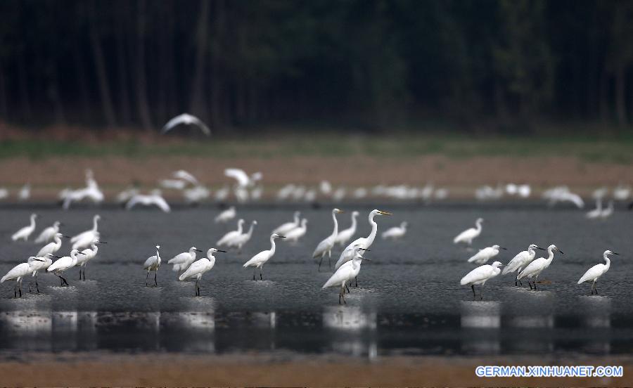 #CHINA-SHANXI-PINGLU-WETLAND-BIRDS (CN)