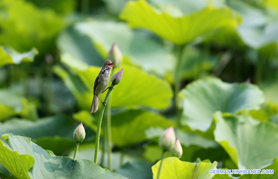 #CHINA-SHANXI-PINGLU-WETLAND-BIRDS (CN)