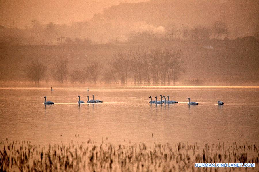 #CHINA-SHANXI-PINGLU-WETLAND-BIRDS (CN)