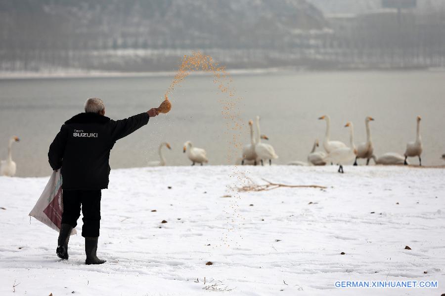 #CHINA-SHANXI-PINGLU-WETLAND-BIRDS (CN)